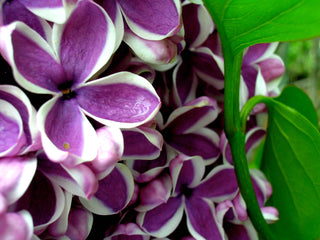 Lilac Goat Milk Soap
