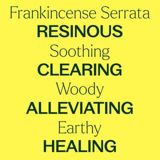 Organic Frankincense Serrata Essential Oil 10 mL