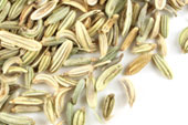 Fennel (Organic) Foeniculum vulgare
