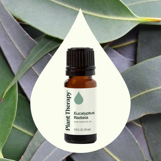 Eucalyptus Radiata Essential Oil 10 mL