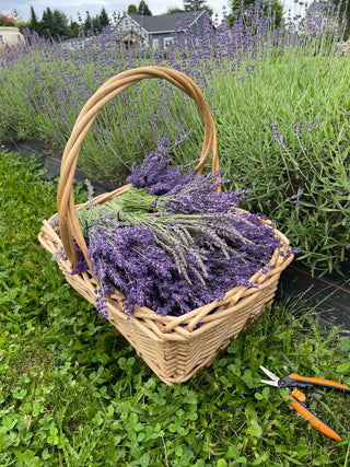 Lavender Honey Lozenges
