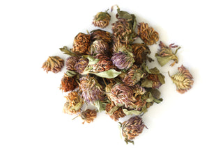 Red Clover Tops (Organic) Trifolium pratense
